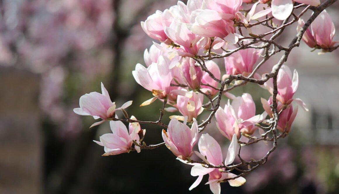 Smithsonian Institution