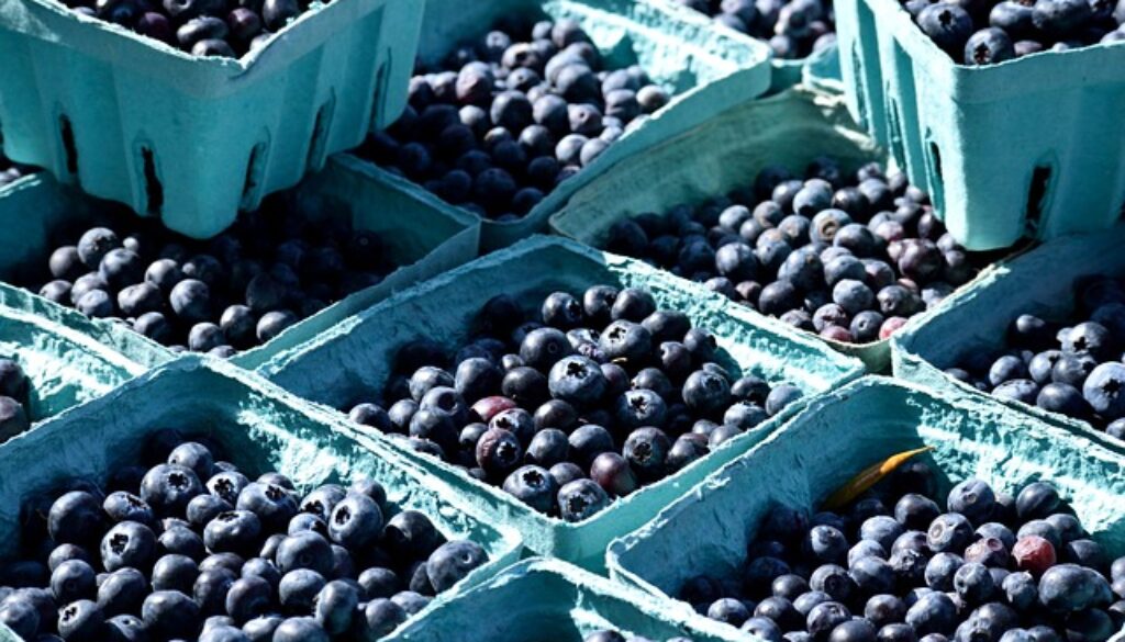 susine raccolte da confezionare