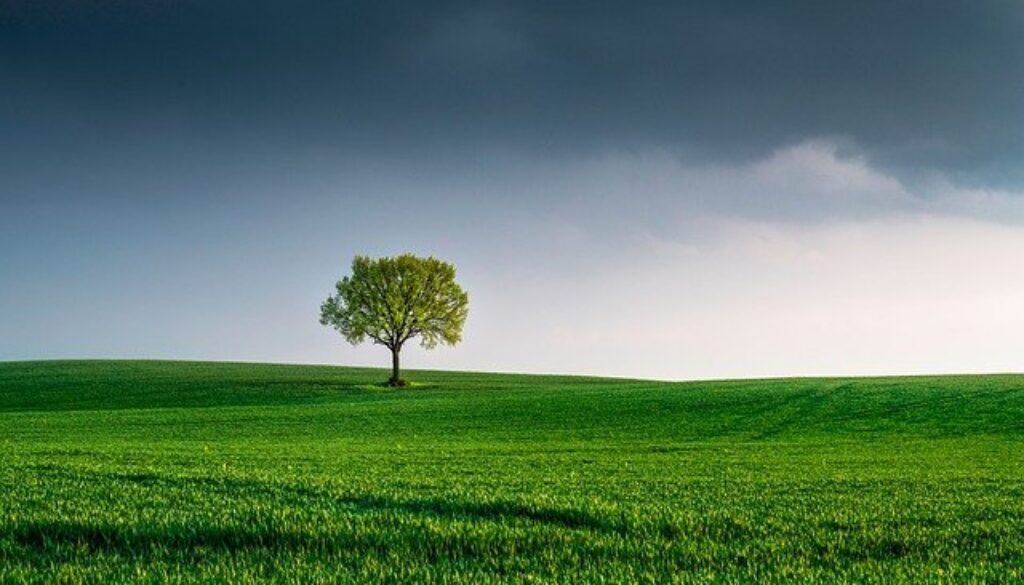 distesa di erba con albero