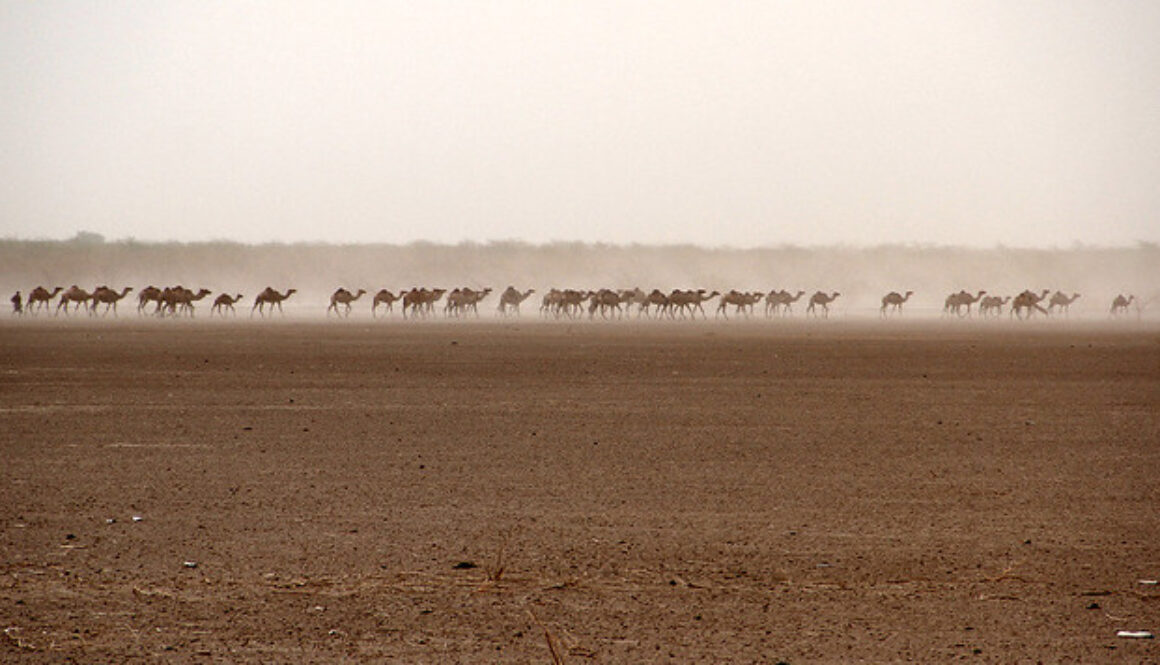 FAO Projects in Afar, Ethiopia