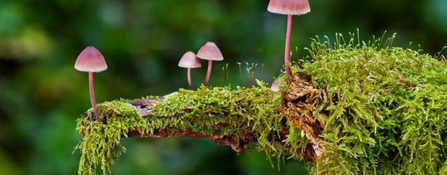 Scatta il bosco PEFC: concorso fotografico edizione 2022