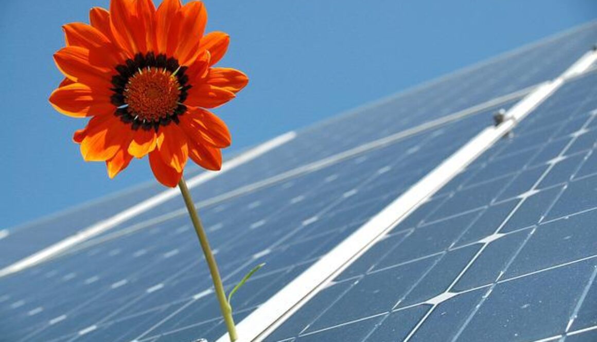 fiore su impianto fotovoltaico