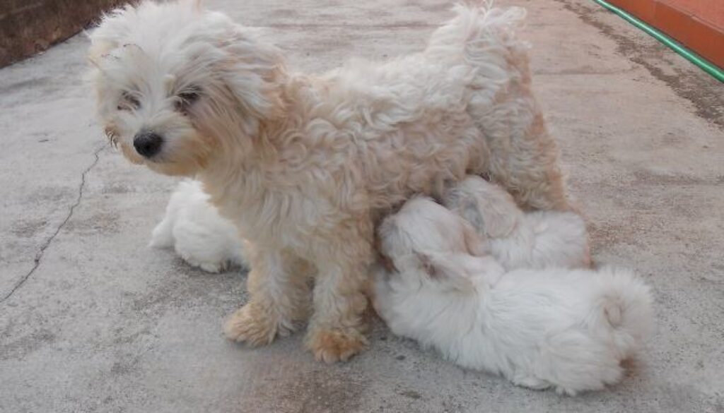 cagnolina maltese con cuccioli