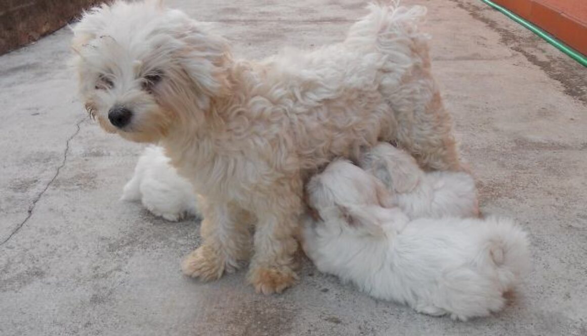 cagnolina maltese con cuccioli