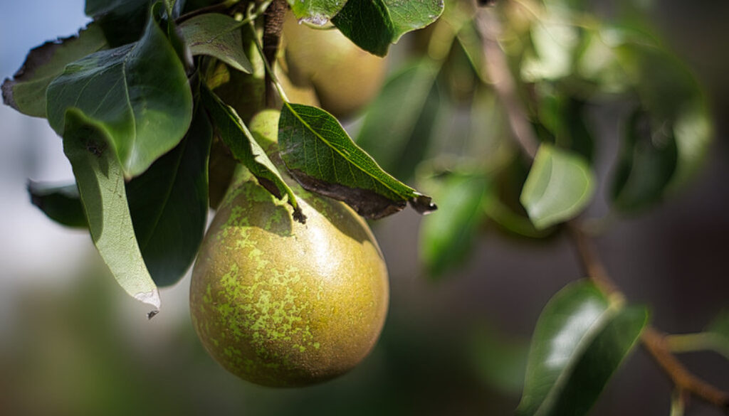 Ripening pear