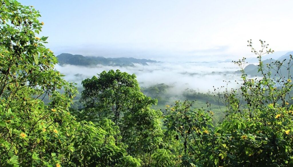 foresta amazzonica. salvaguardare la vita sulla terra è l'obiettivo 15 di Agenda 2030