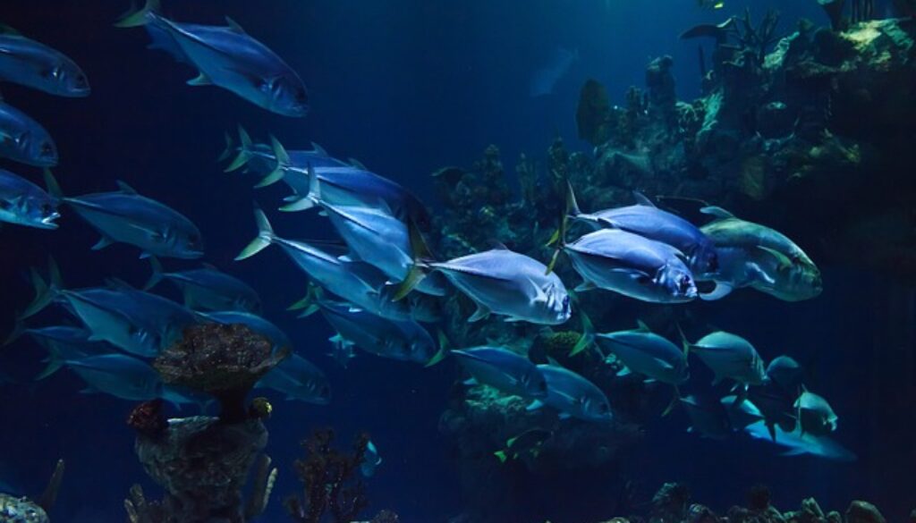 pesci nell'oceano. salvaguardare la vita sott'acqua è l'Obiettivo 13 di Agenda 2030