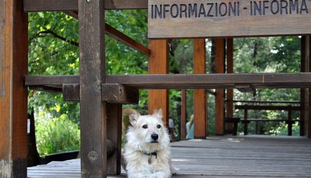 cane e scritta informazioni
