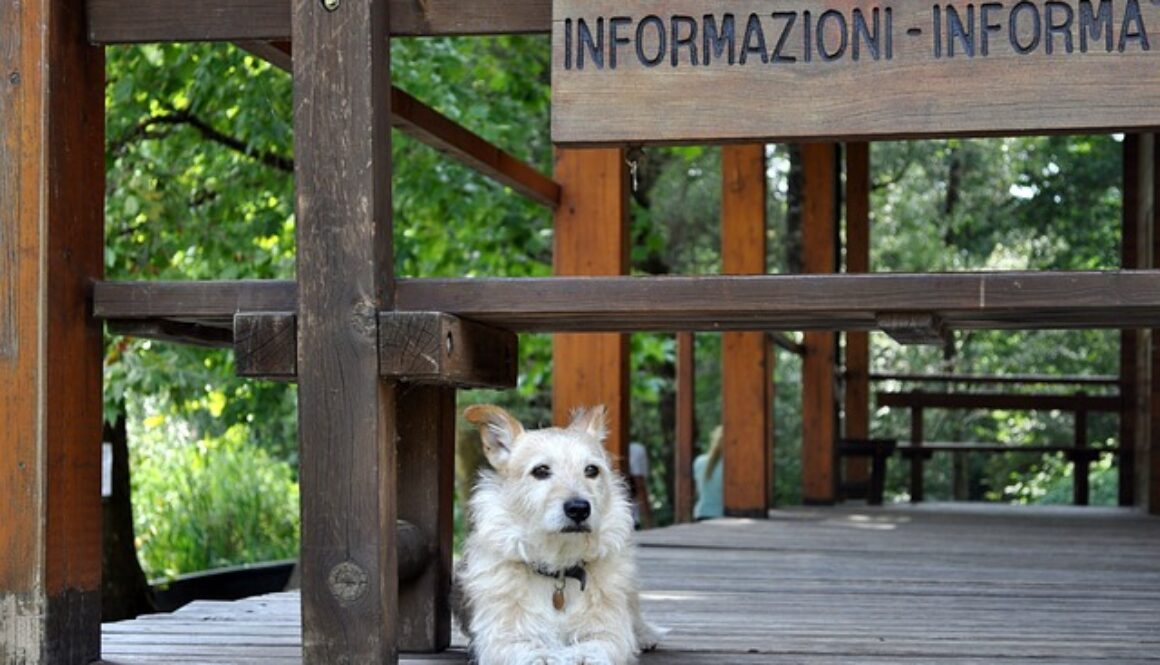cane e scritta informazioni