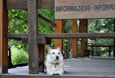 Dog sitter: di cosa si occupa, come diventarlo