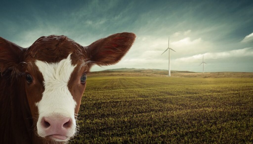 mucca, prato, pala eolica