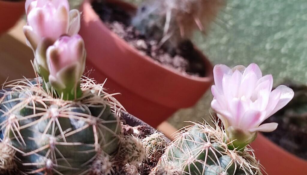 fiori rosa di cactus