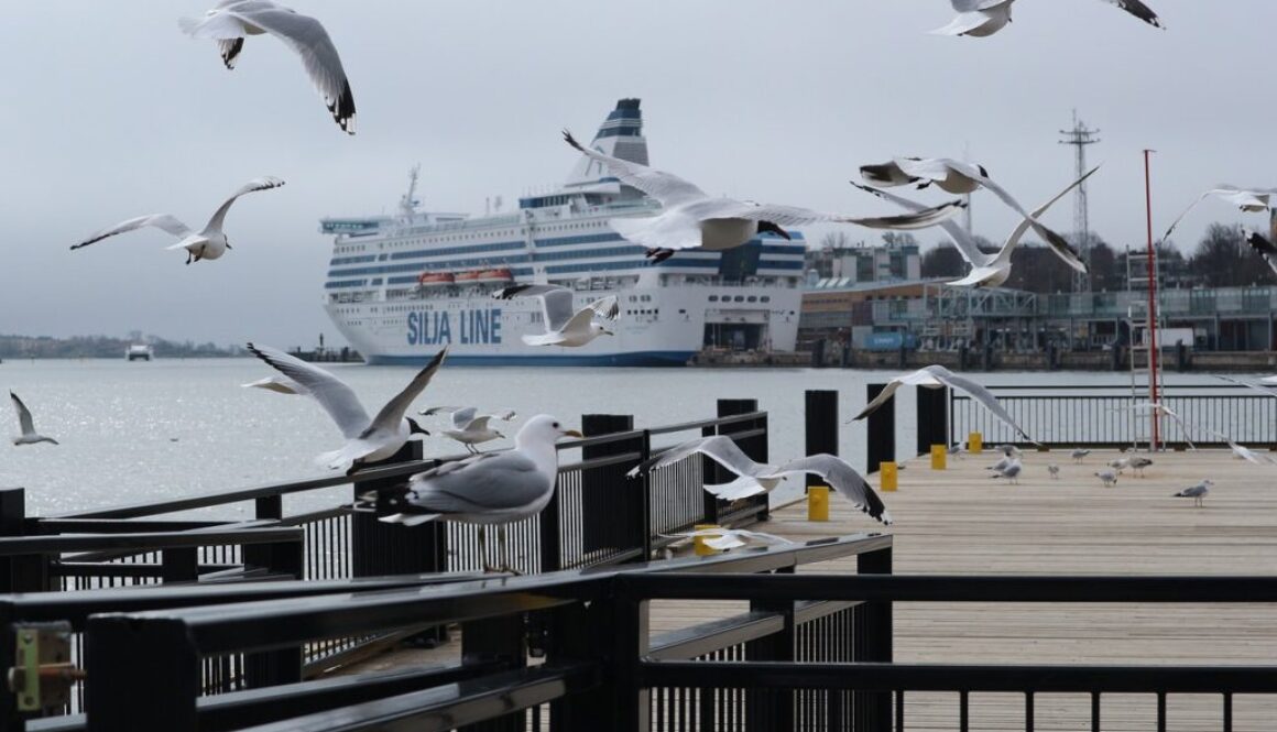 gulls and ferry
