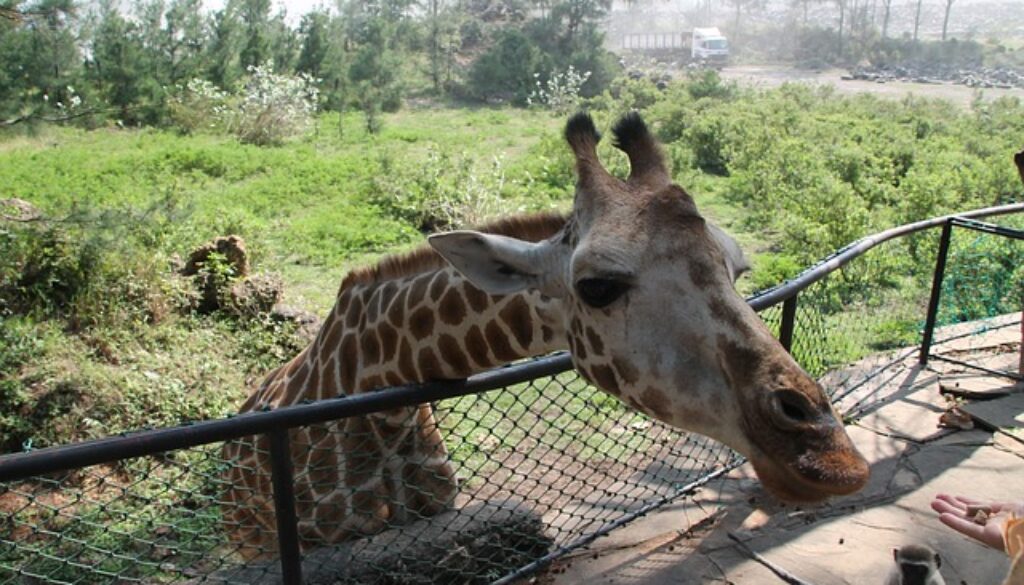 giraffa in parco zoologico