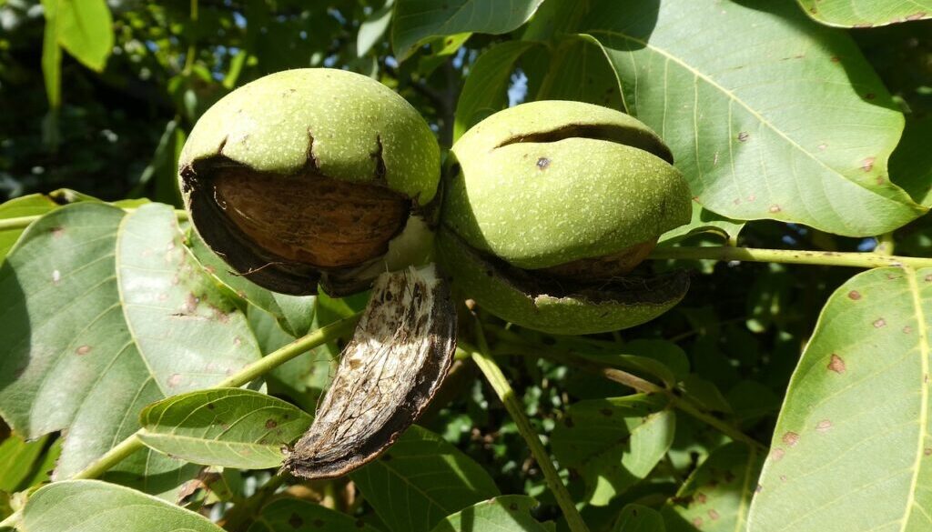 walnut