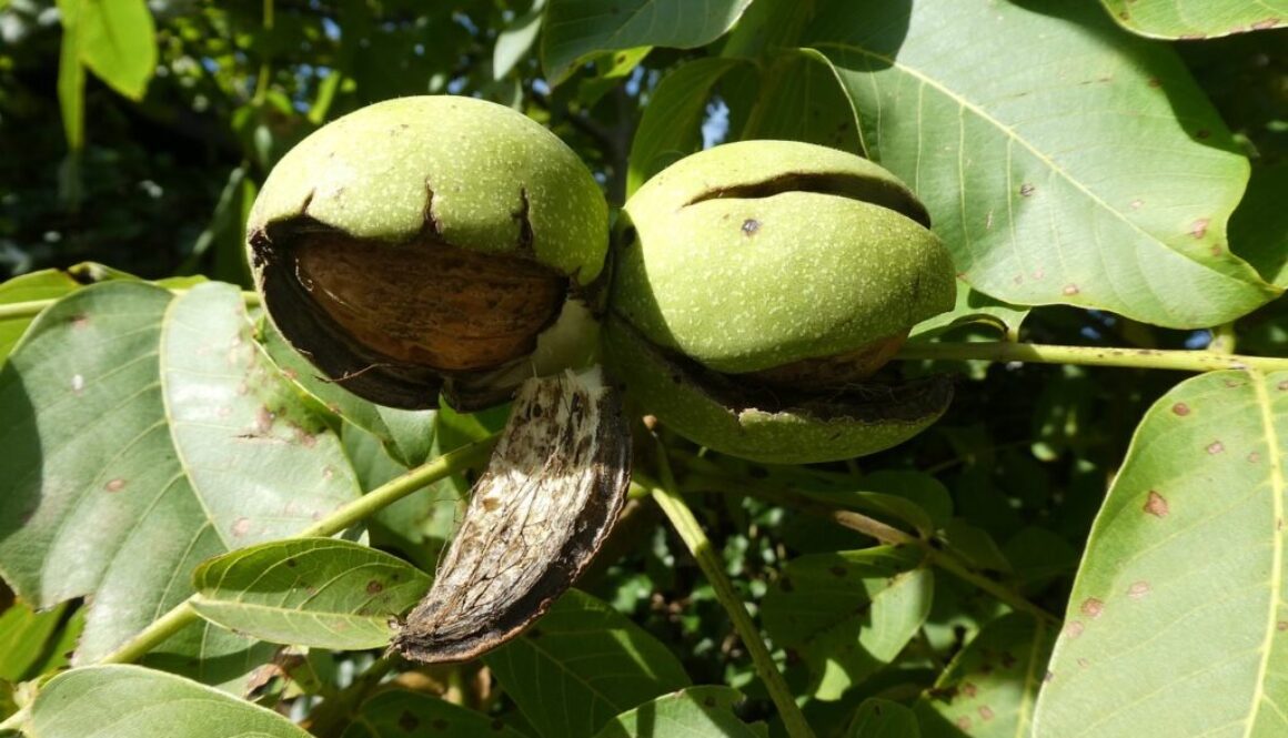 walnut