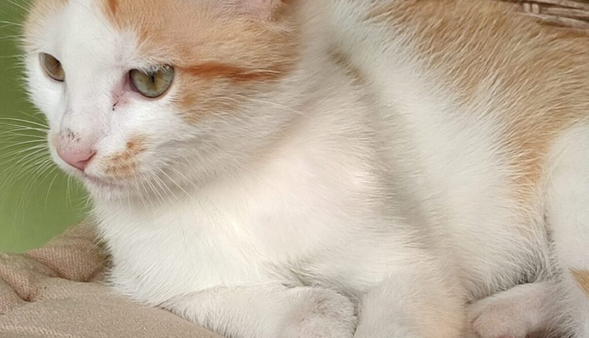 Se ami gli animali e cerchi un'occupazione saltuaria, fai il dog sitter