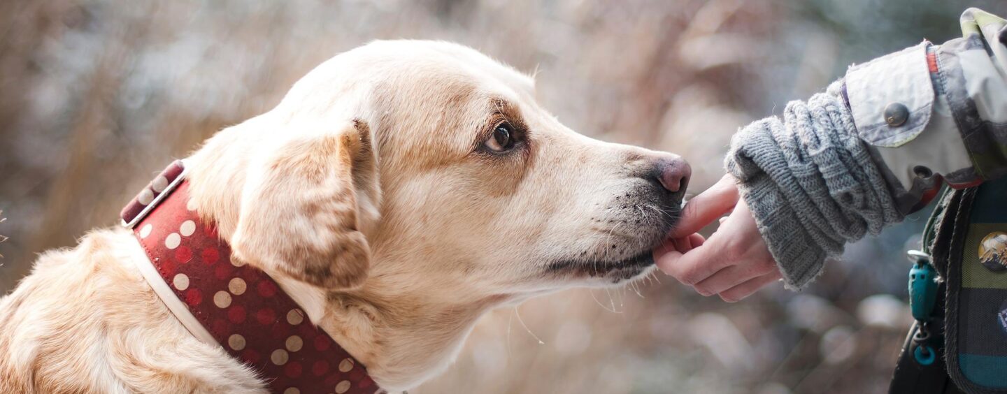 CORSO PET THERAPY – IAA COADIUTORE CANE