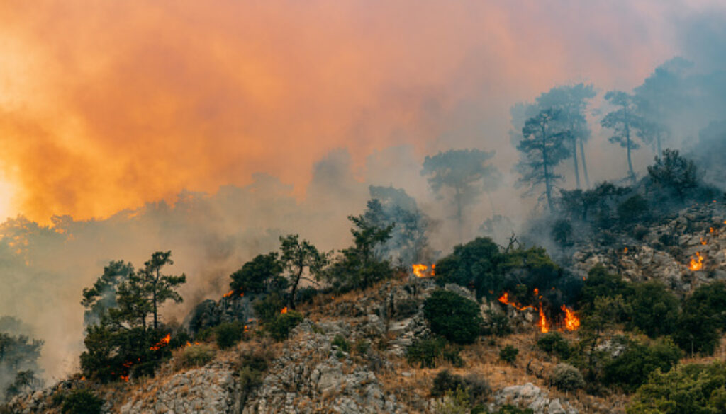 Huge Forest Fire in Red Pine Forests