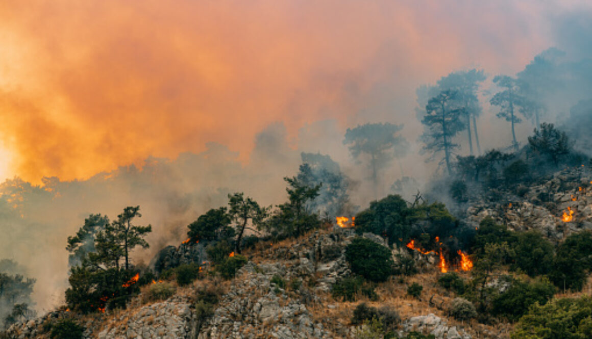 Huge Forest Fire in Red Pine Forests