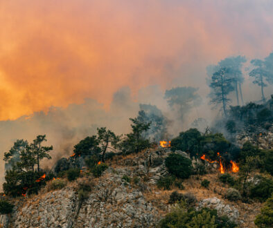 Huge Forest Fire in Red Pine Forests