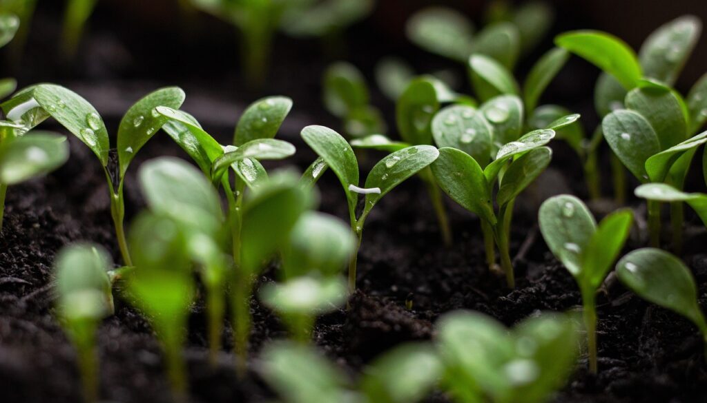 seedlings