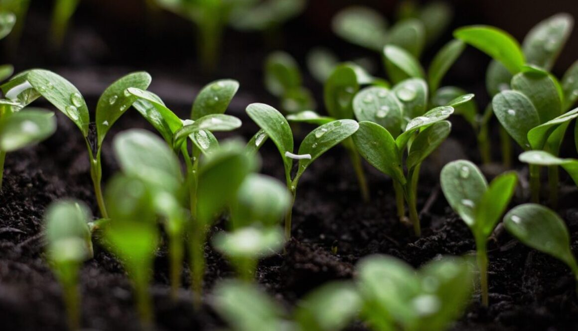seedlings
