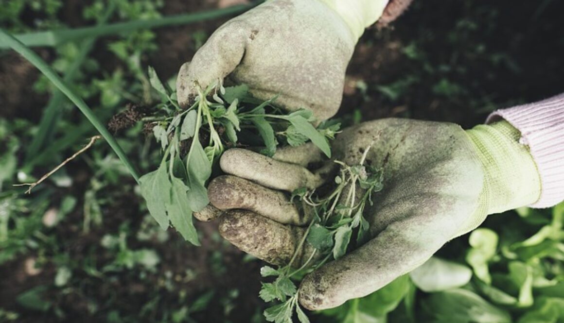 mani con guanti da giardiniere
