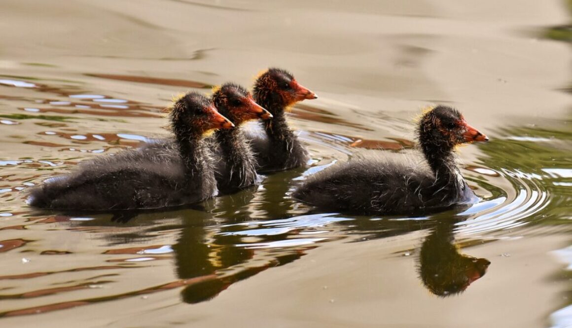 coots