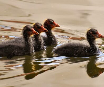 coots
