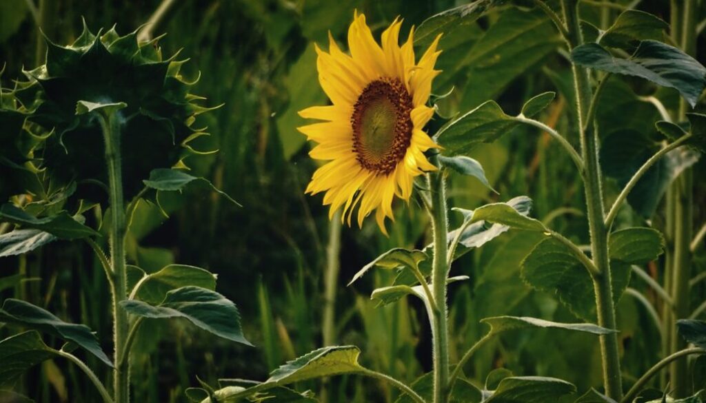 sunflower