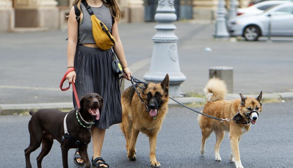 dog sitter. Un corso gratuito di pet sitting