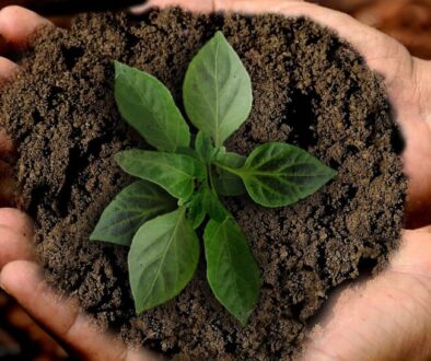 Borsa di studio per il tuo progetto sostenibile