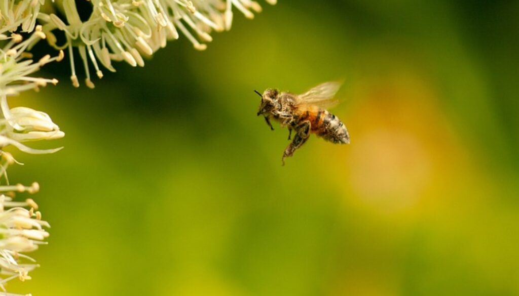ape sporca di polline. Partecipa al concorso fotografico Obiettivo api
