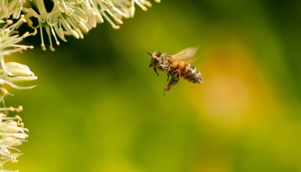 ape sporca di polline. Partecipa al concorso fotografico Obiettivo api