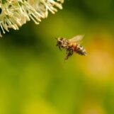 Concorso fotografico “Obiettivo api”