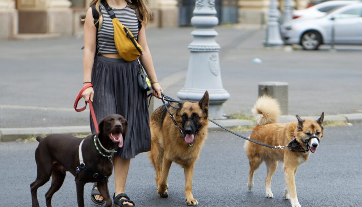 ragazza che fa la dog sitter