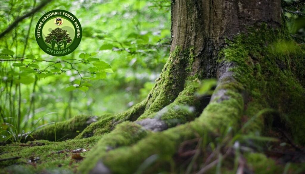 Forest Bathing_banner